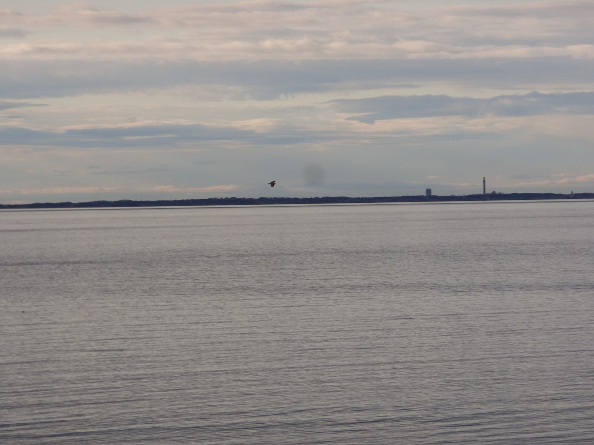Short-eared Owl (Northern) - ML427316291