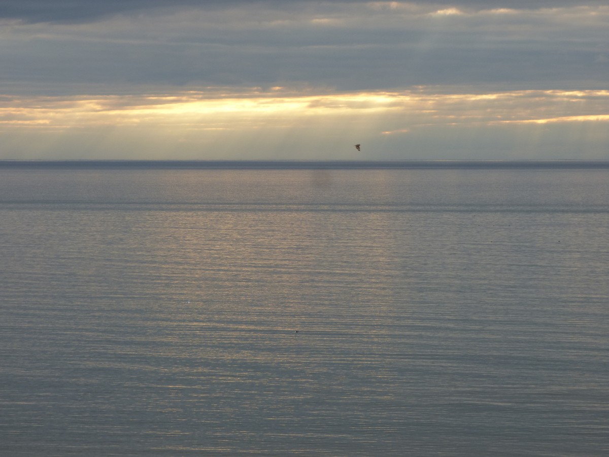 Short-eared Owl (Northern) - ML427316301