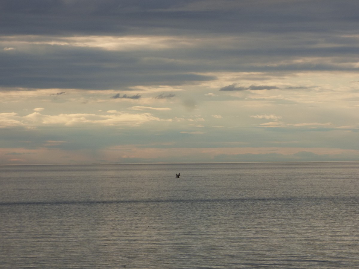 Short-eared Owl (Northern) - ML427316311