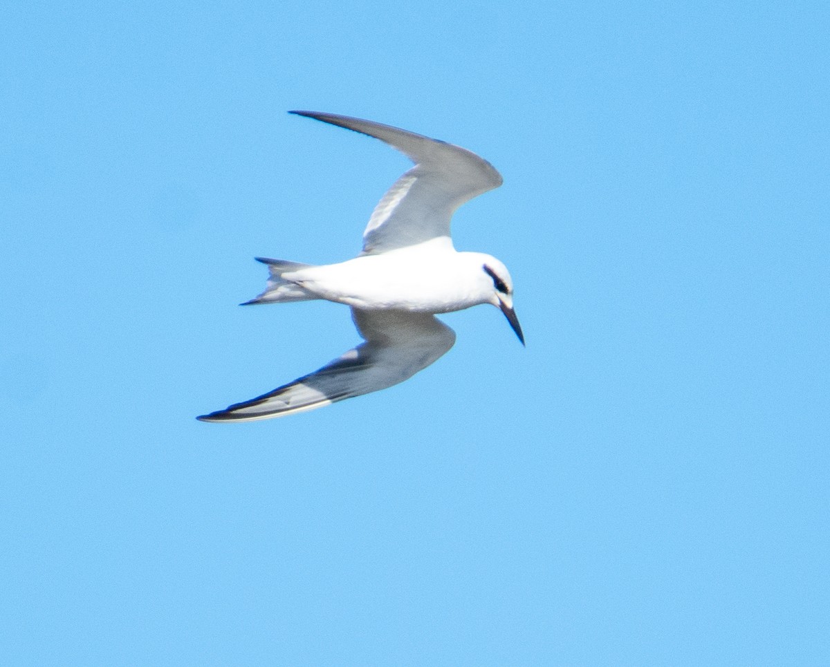 Snowy-crowned Tern - ML427316861