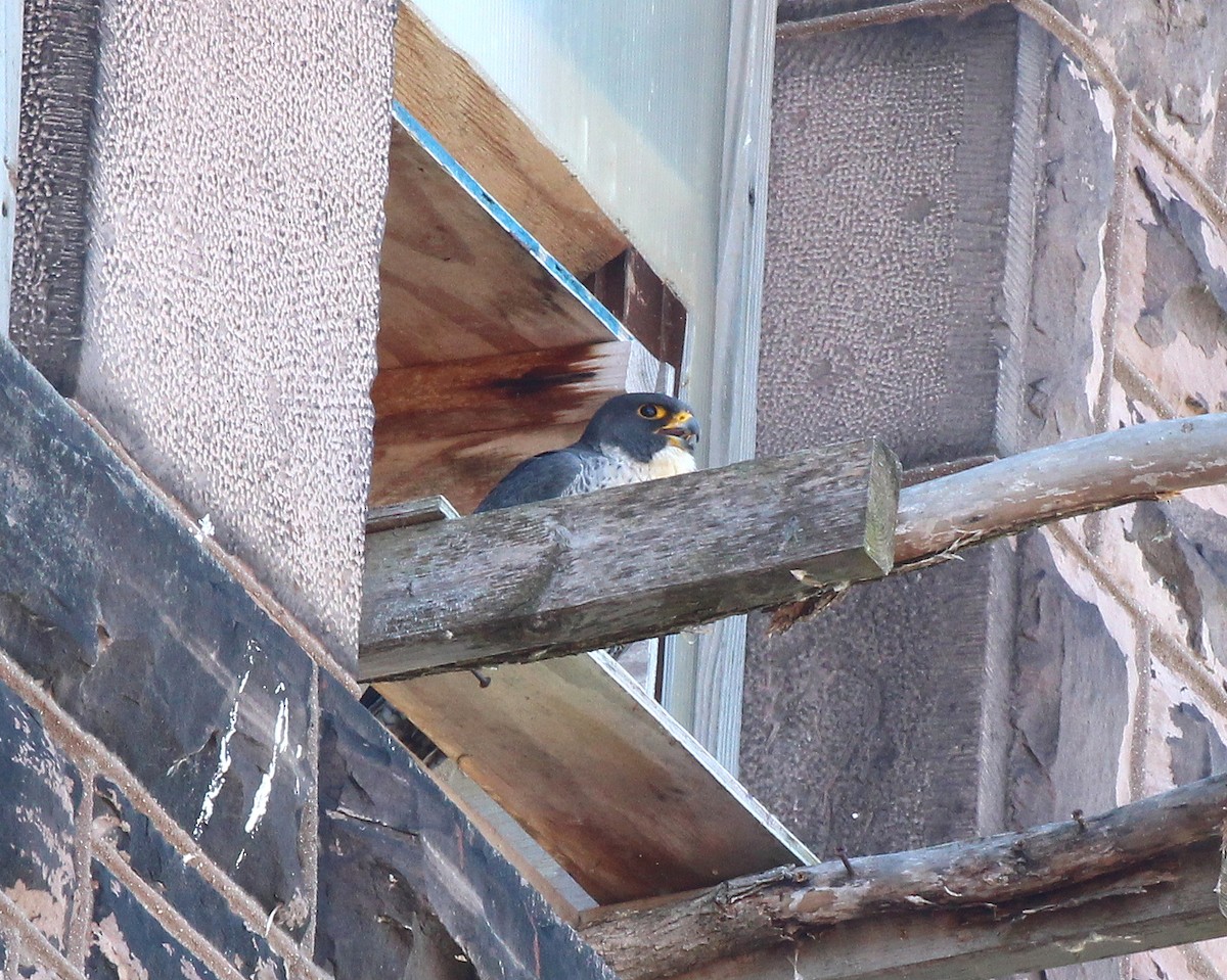 Peregrine Falcon - Becky Harbison