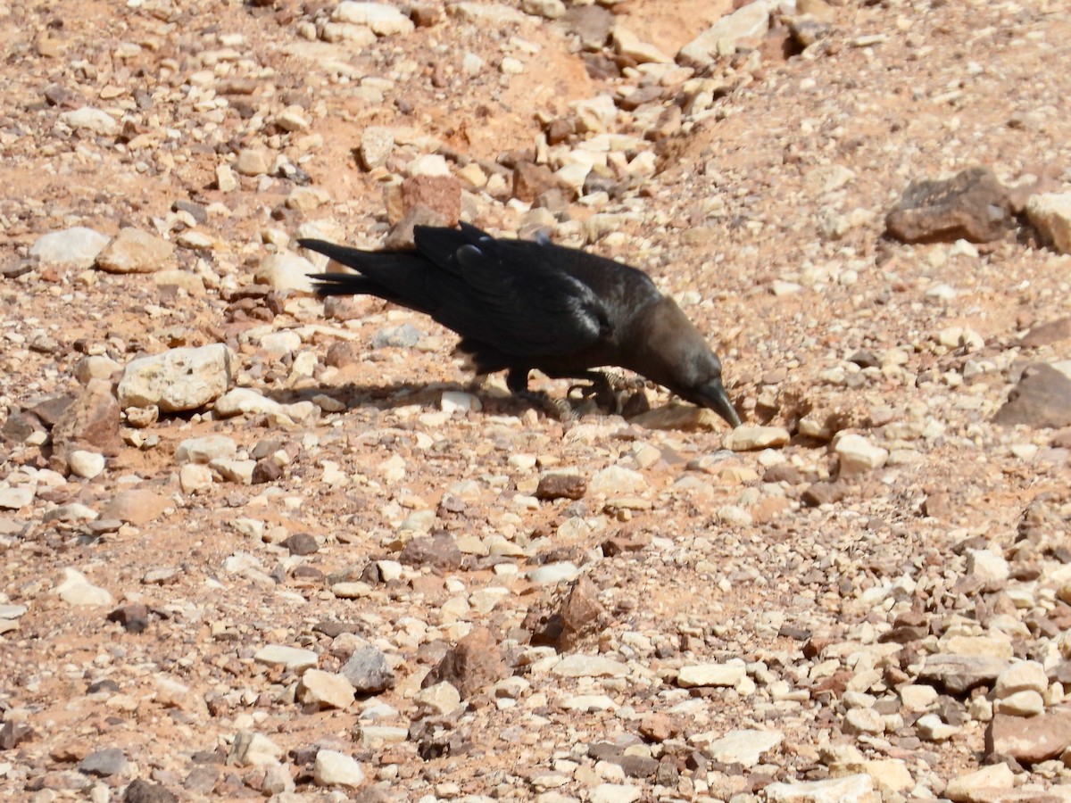 Brown-necked Raven - ML427318511