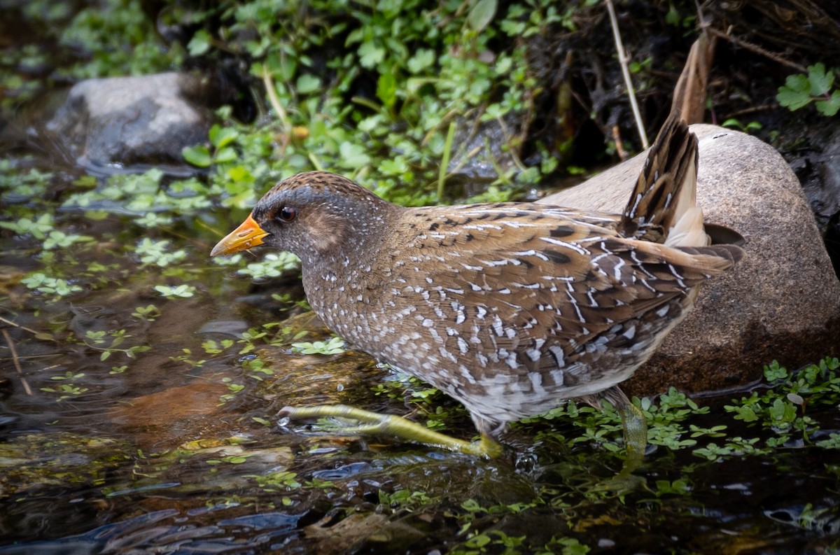 Spotted Crake - Luís Tão