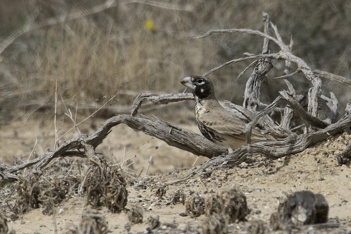 Thick-billed Lark - ML427322281