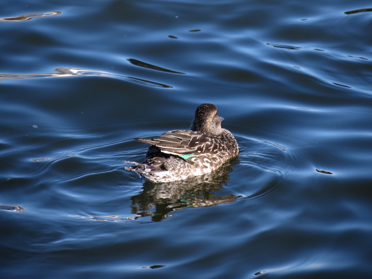 Green-winged Teal - ML427322581
