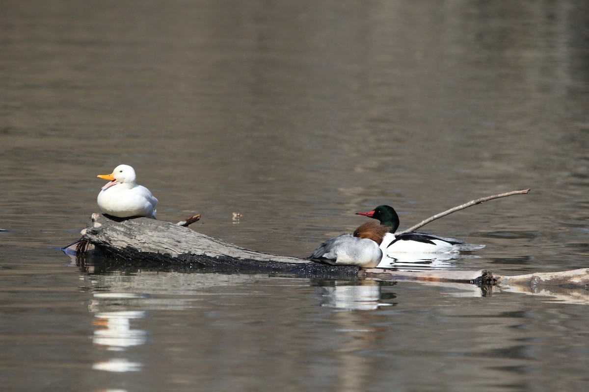 Common Merganser - ML427322791