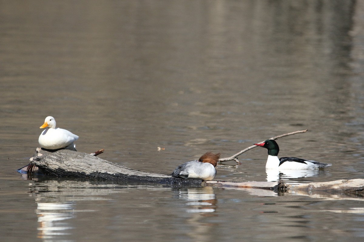 Common Merganser - ML427322801