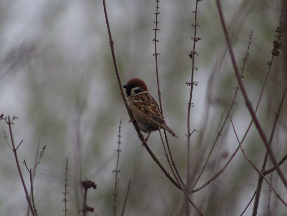 Eurasian Tree Sparrow - ML427325641