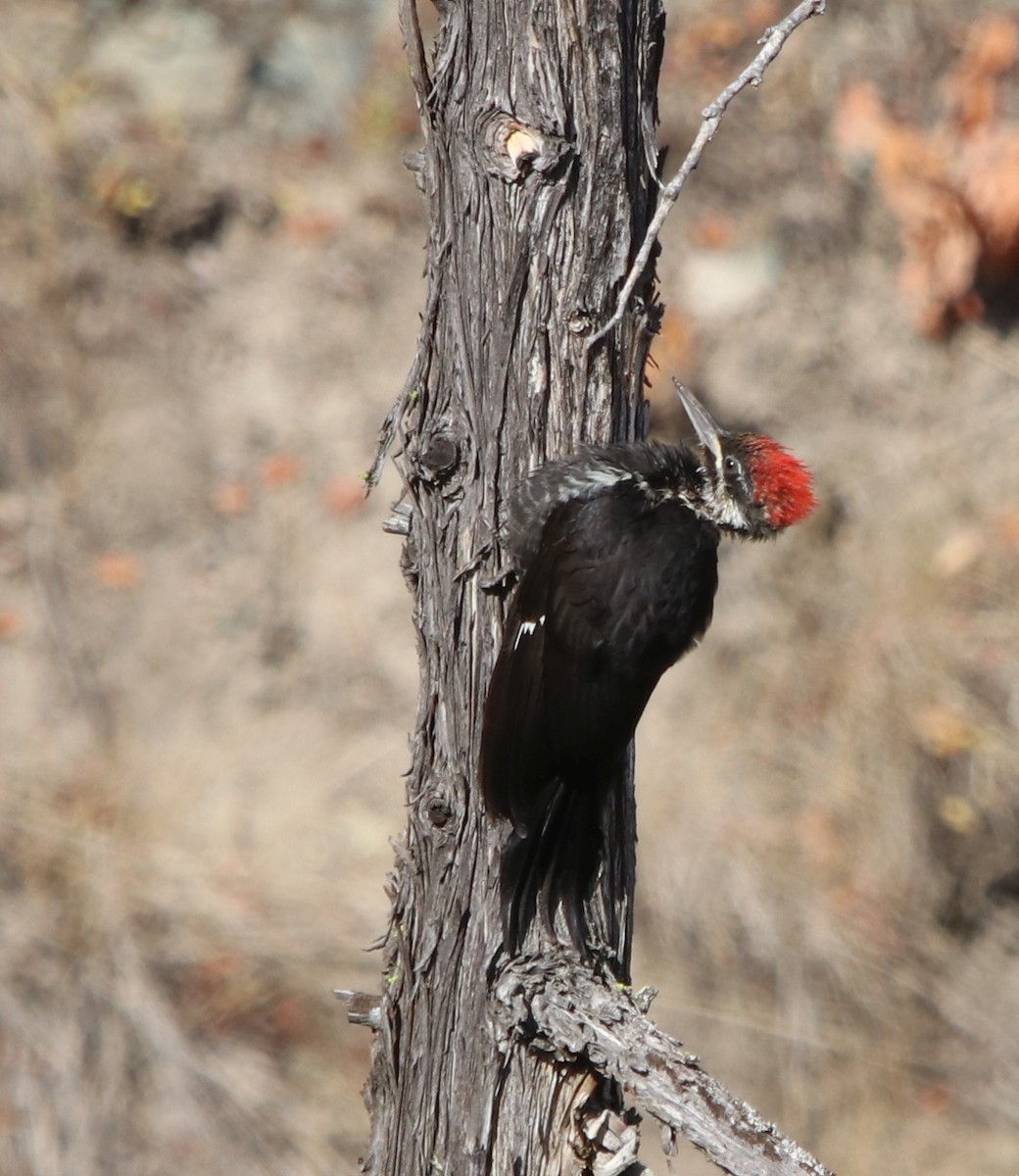 Pileated Woodpecker - ML427325851