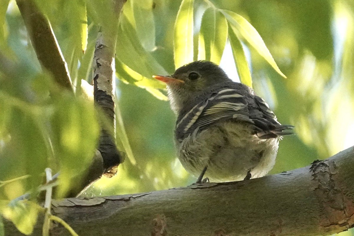 White-crested Elaenia - ML427326601