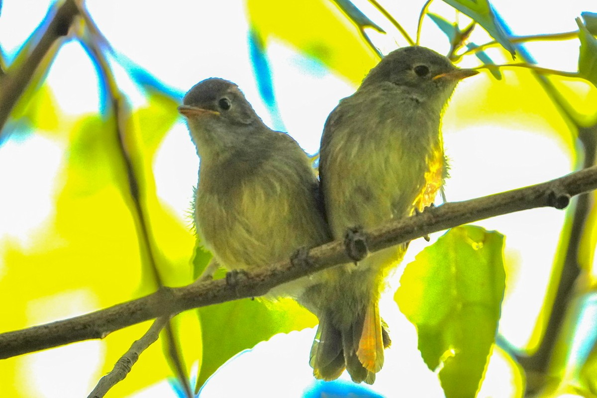 White-crested Elaenia - ML427326621