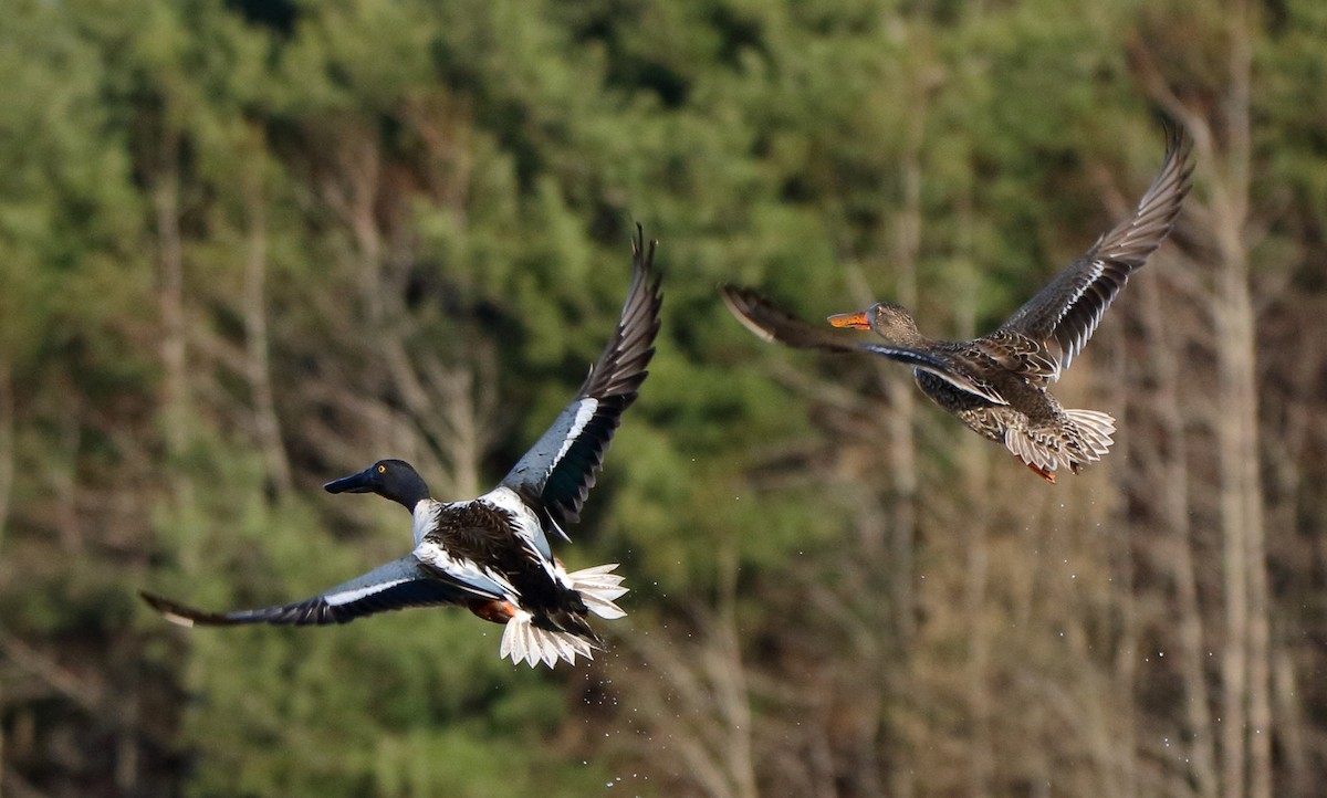 Northern Shoveler - ML427327221