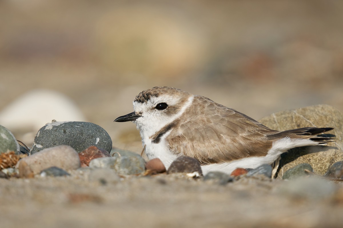 Snowy Plover - ML427328061