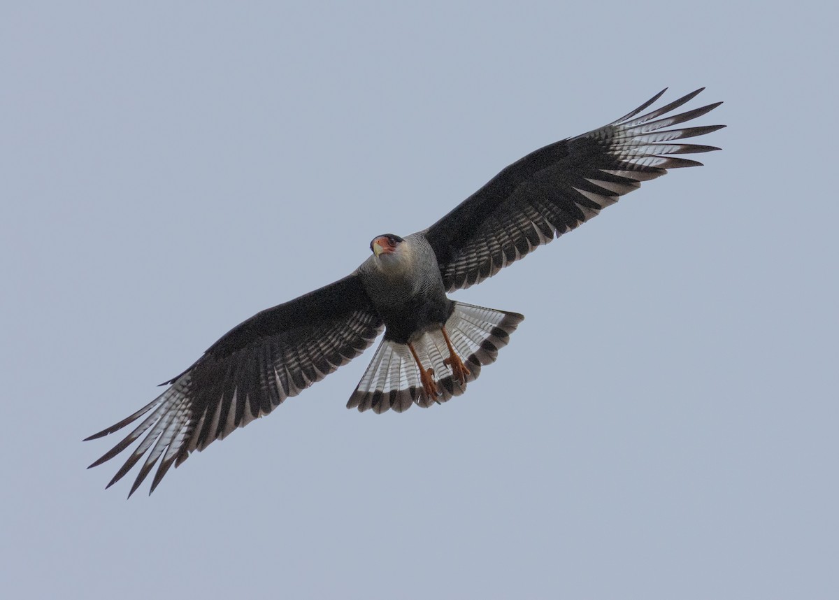 Caracara Carancho (sureño) - ML427329951