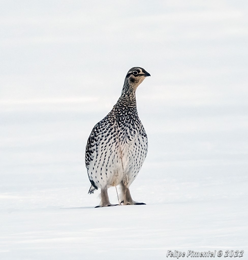 Sharp-tailed Grouse - ML427330121