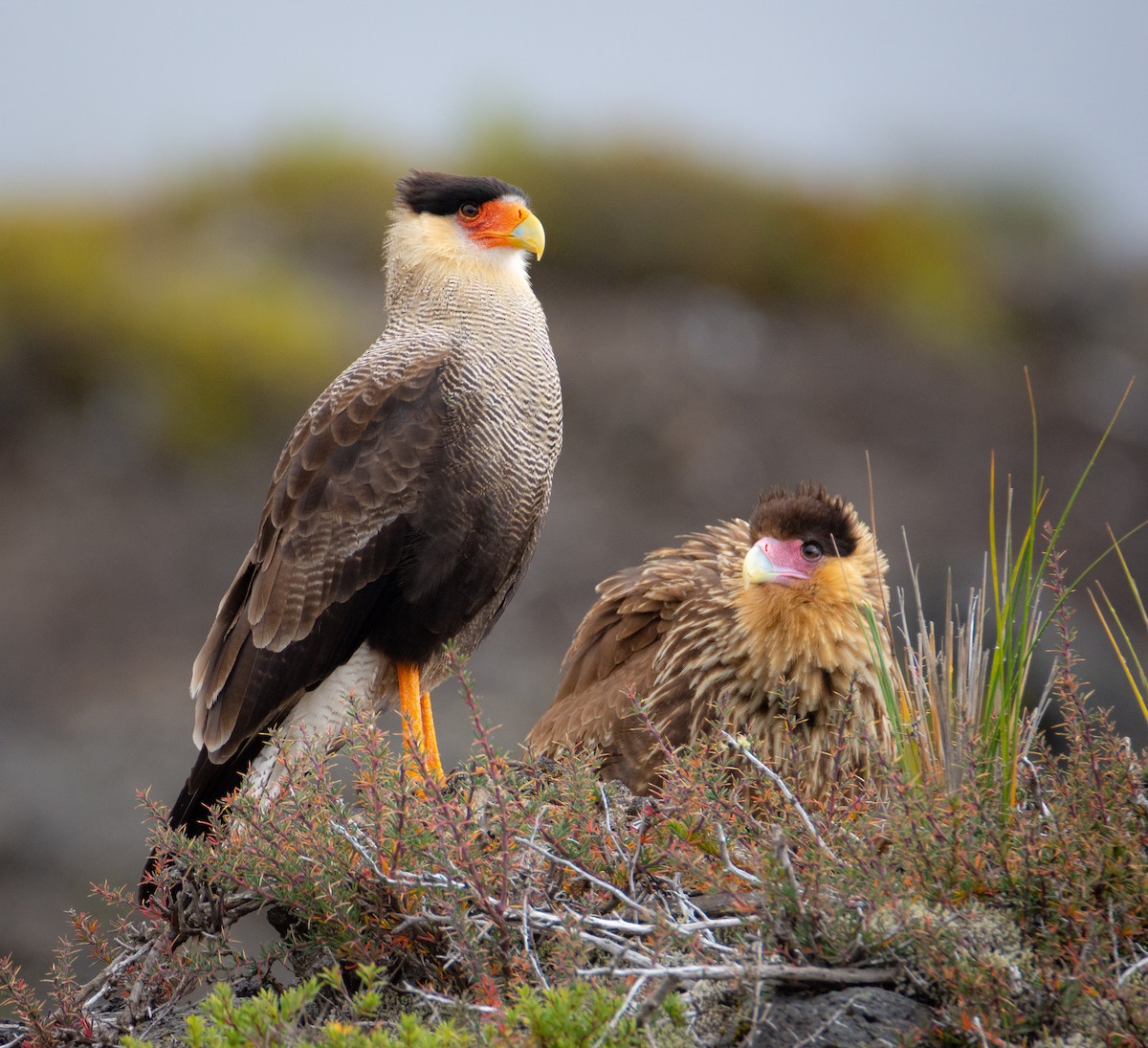 Caracara huppé (plancus) - ML427330211