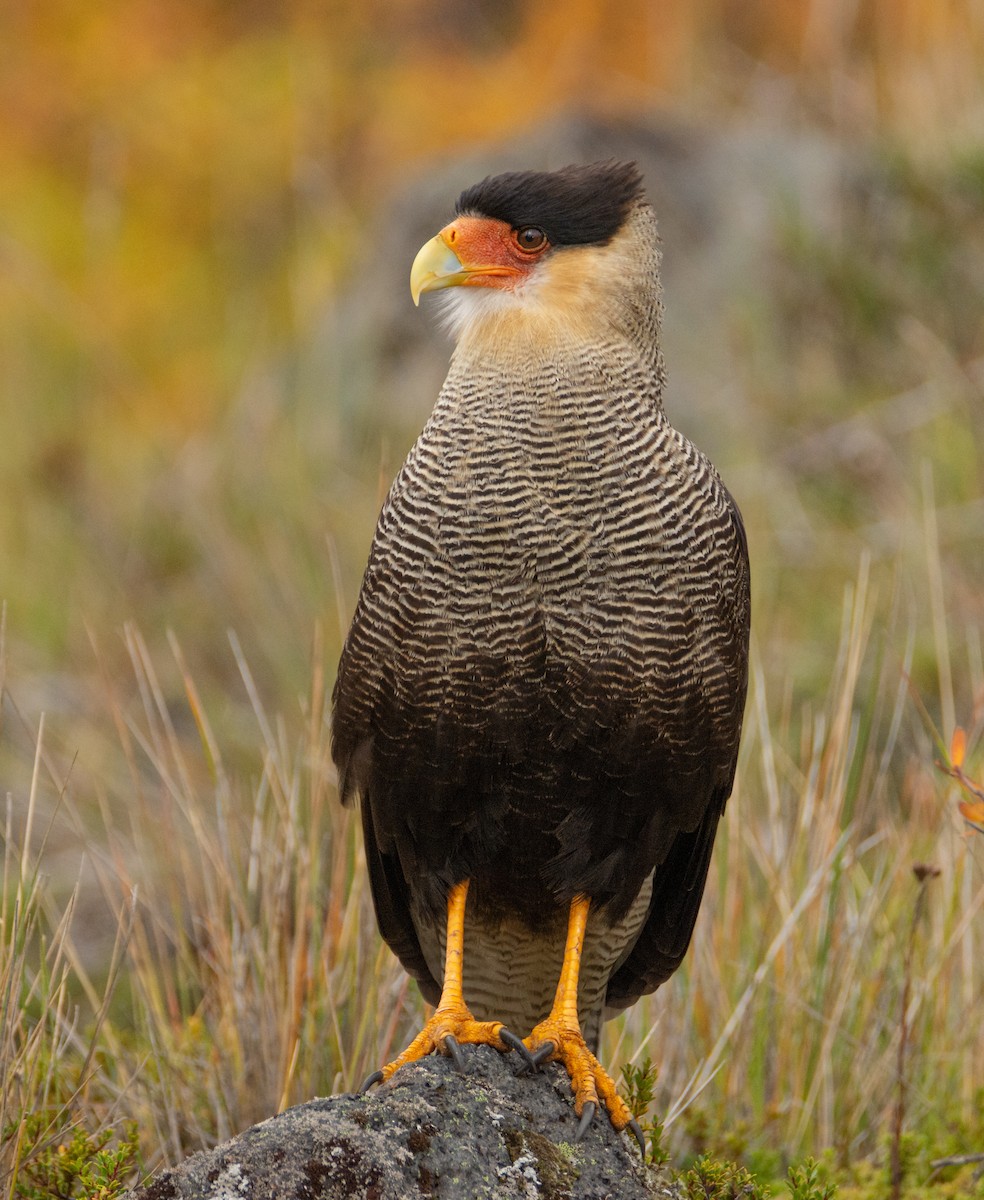 Crested Caracara (Southern) - Diego Villagran