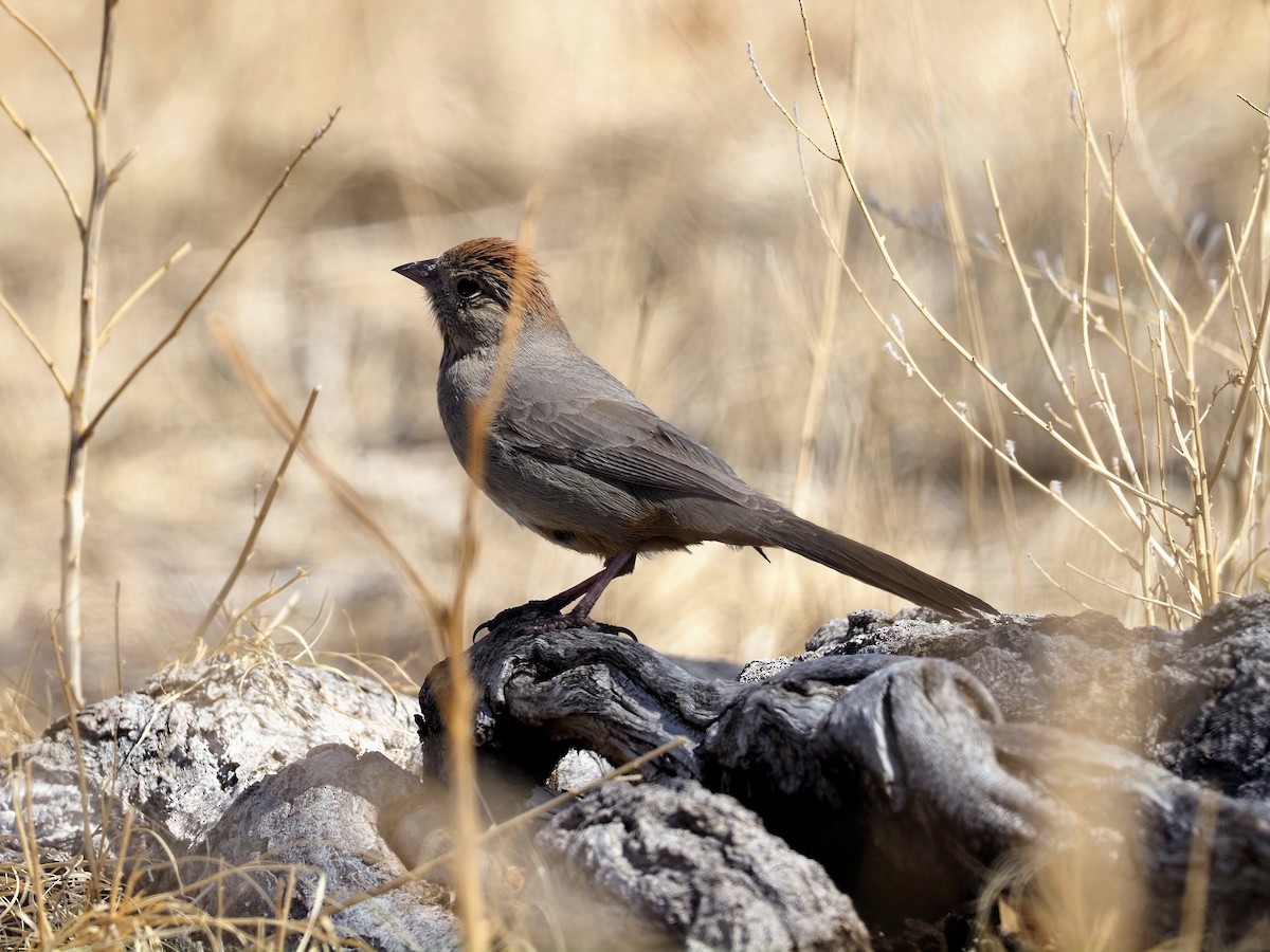 Canyon Towhee - ML427331381