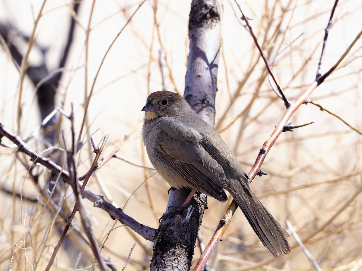 Canyon Towhee - ML427331501