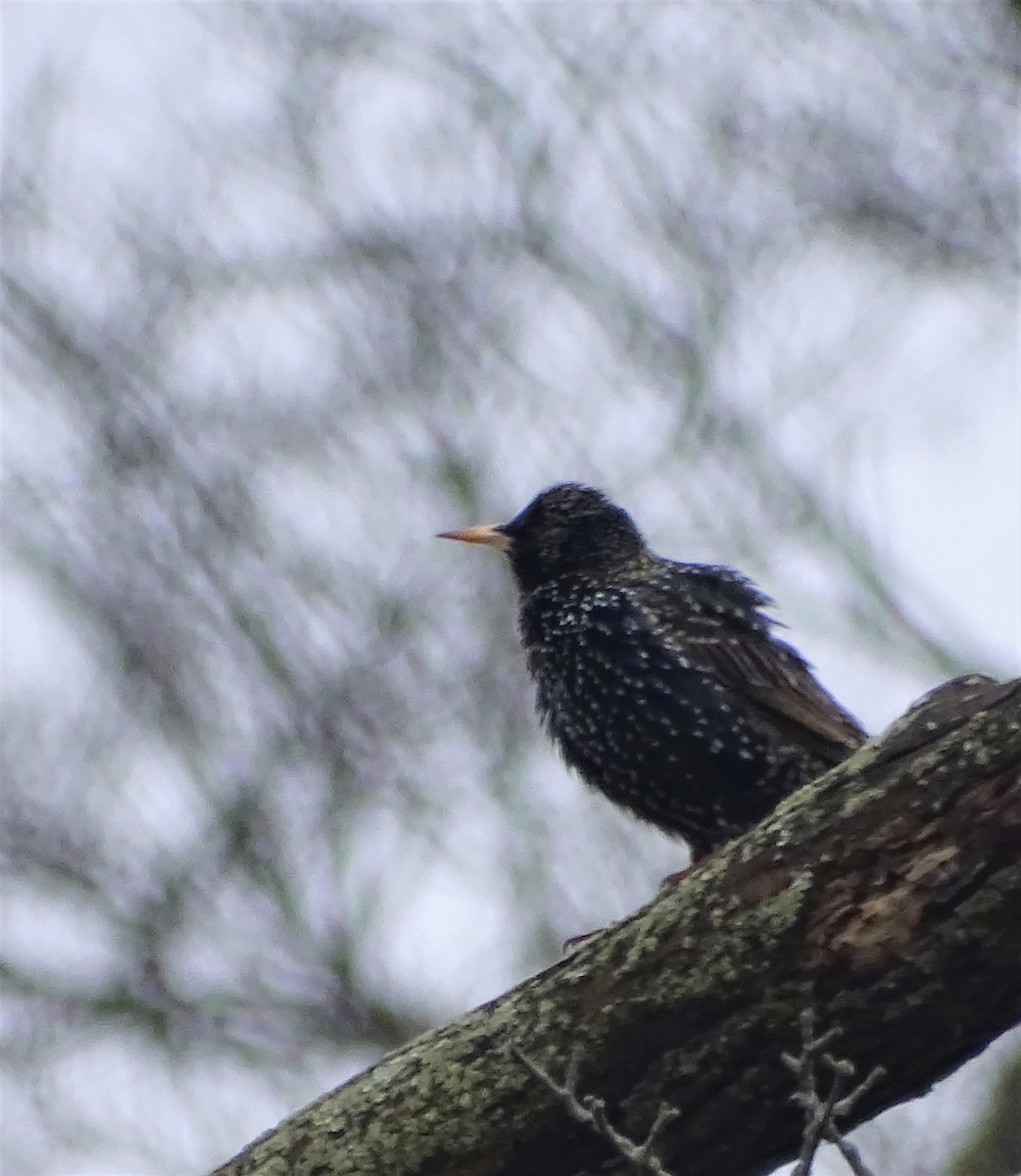 European Starling - ML427331941