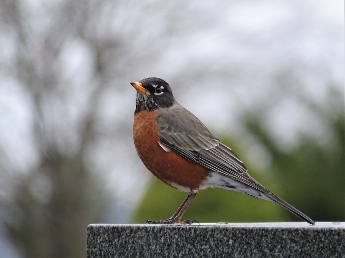 American Robin - ML427331991