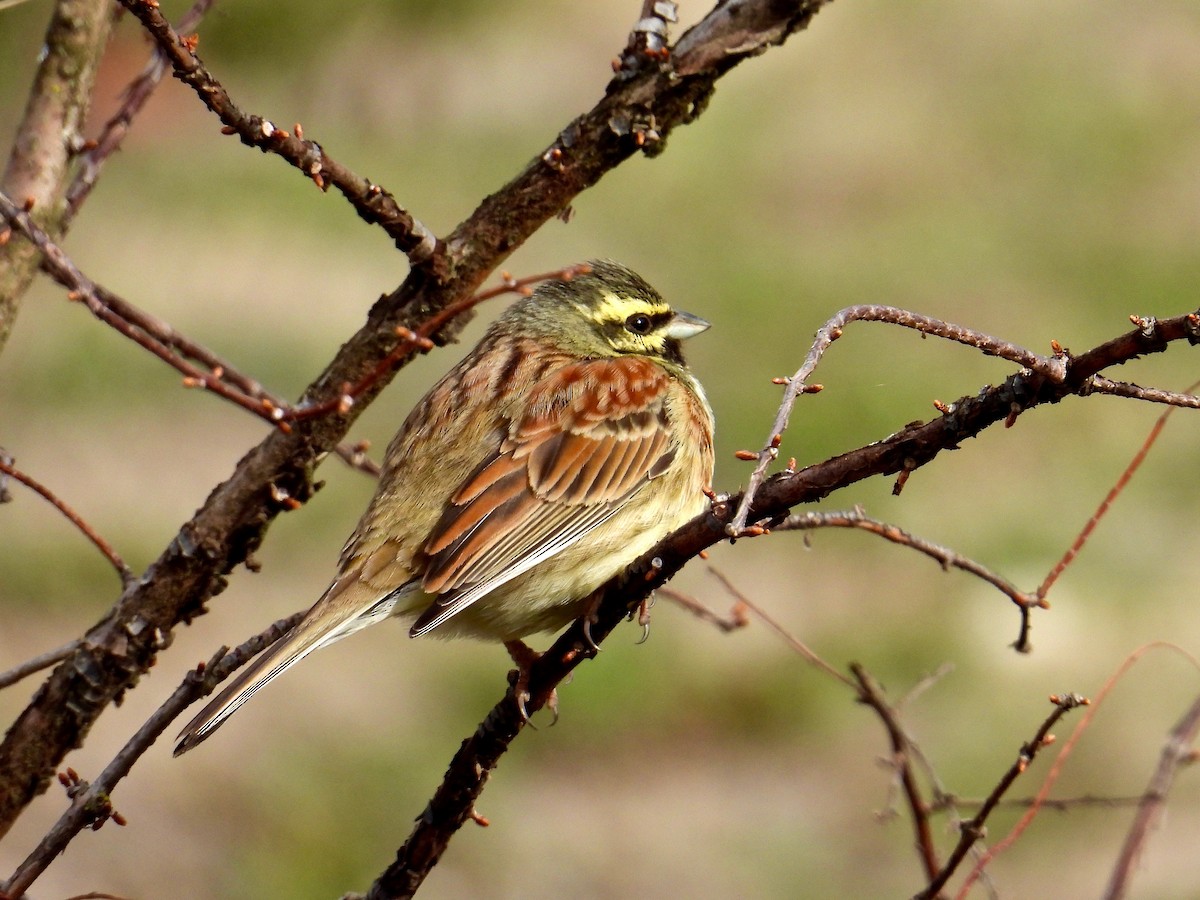 Cirl Bunting - ML427332041