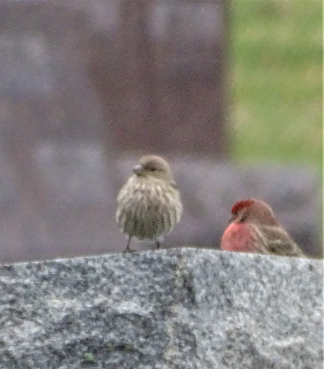 House Finch - ML427332051