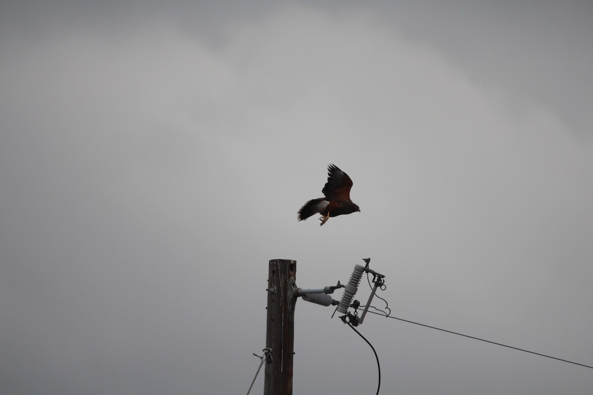 Harris's Hawk - ML427332411