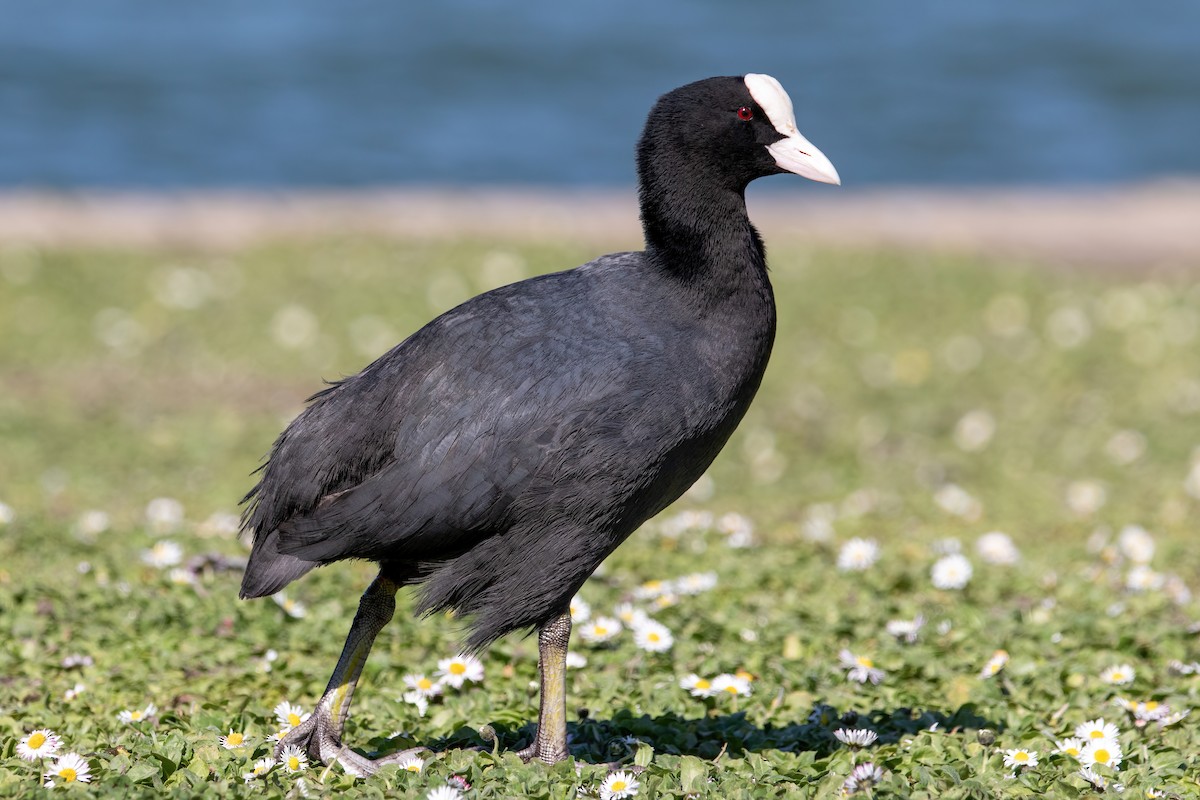 Eurasian Coot - ML427333081