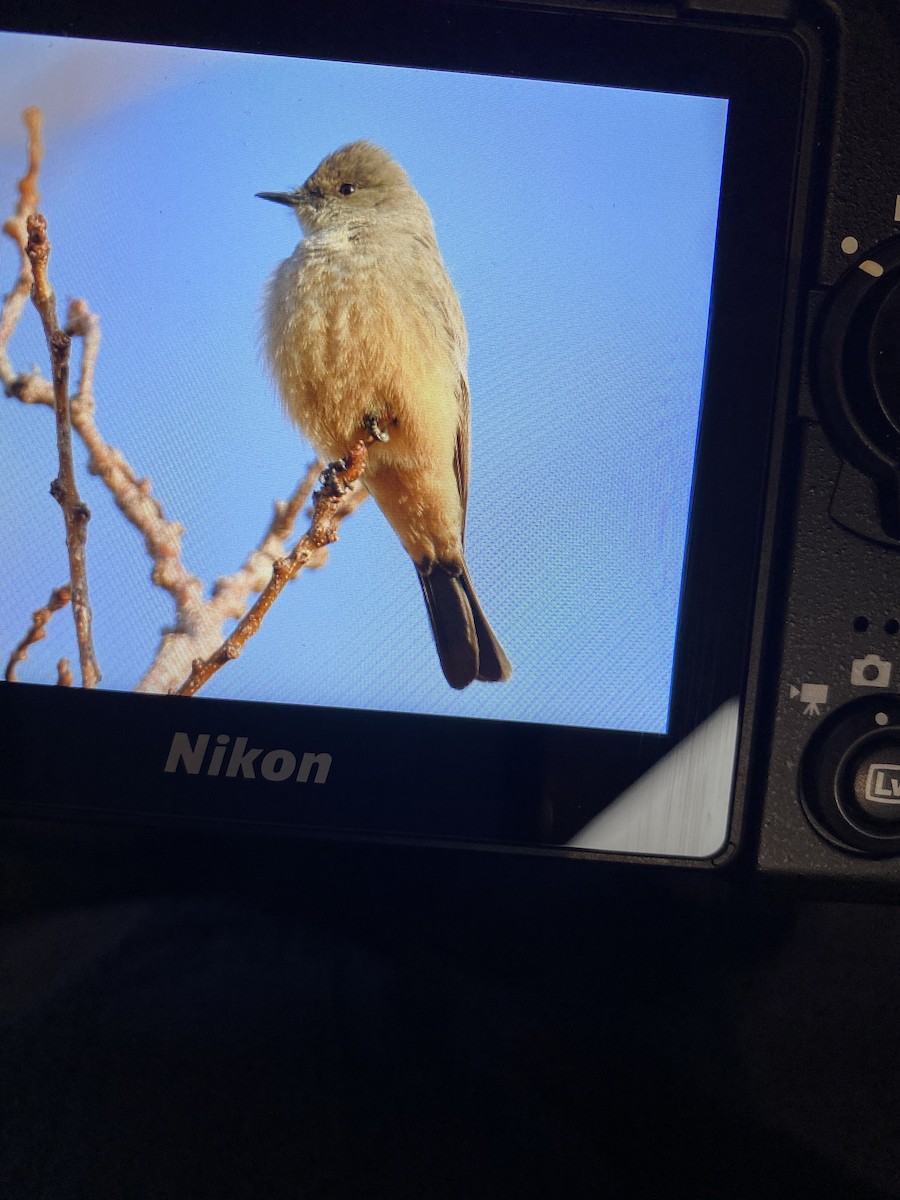 Say's Phoebe - ML427333681