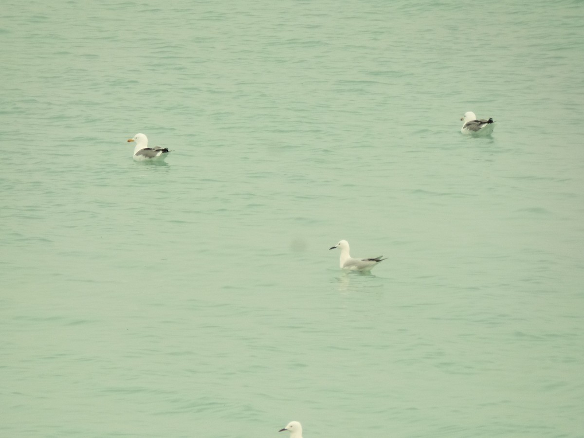 Slender-billed Gull - ML427334721