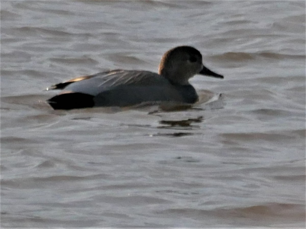 Canard chipeau - ML427335851