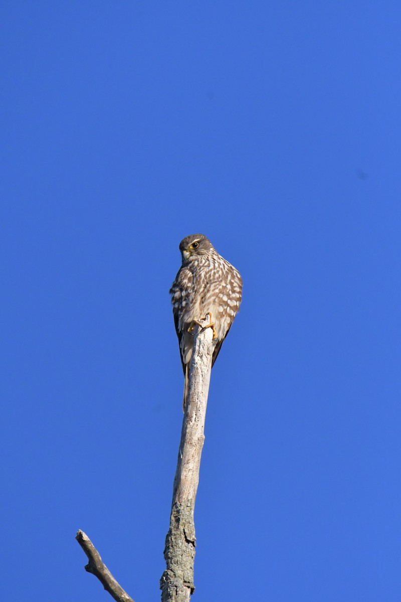 dřemlík tundrový (ssp. columbarius) - ML427336291