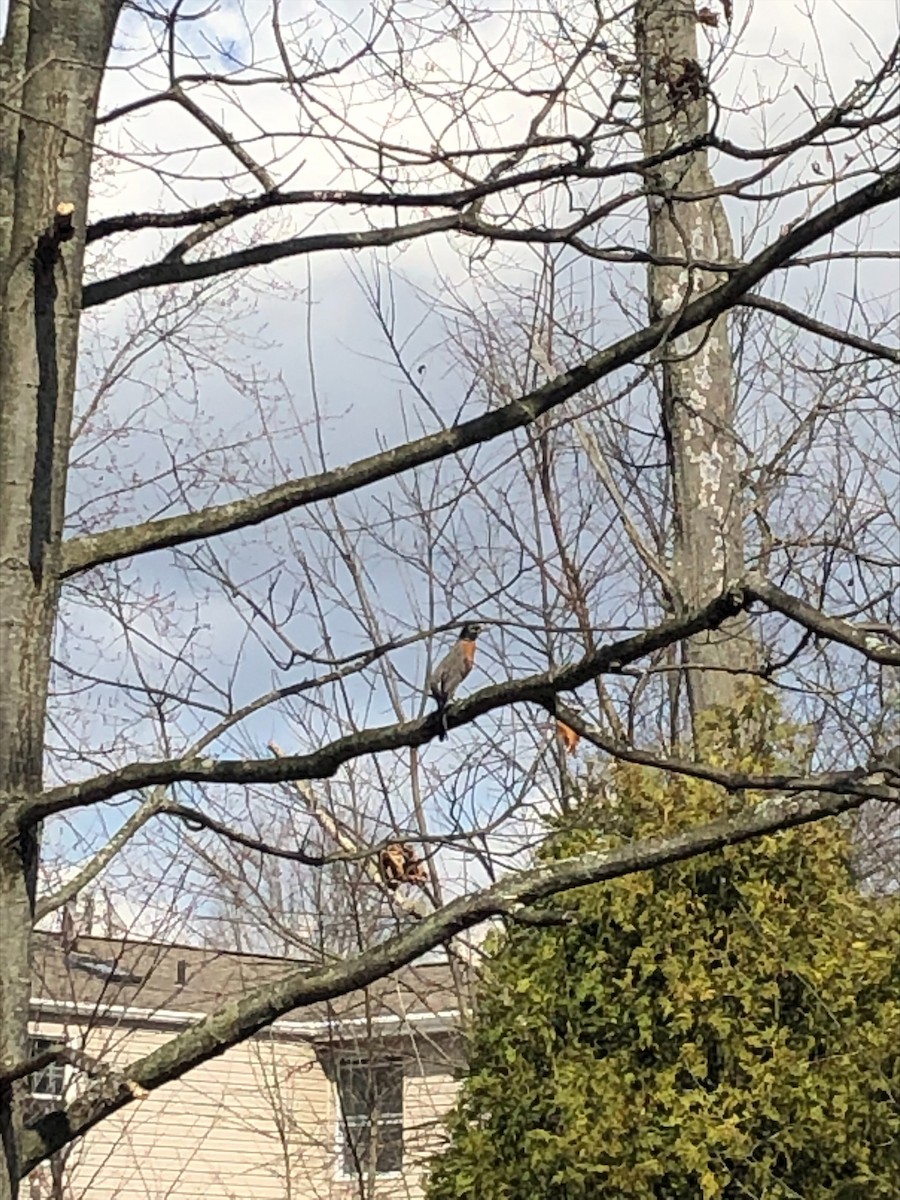 American Robin - ML427336601