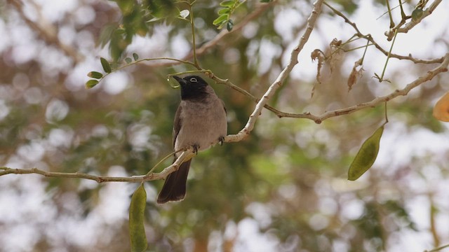 White-spectacled Bulbul - ML427337231