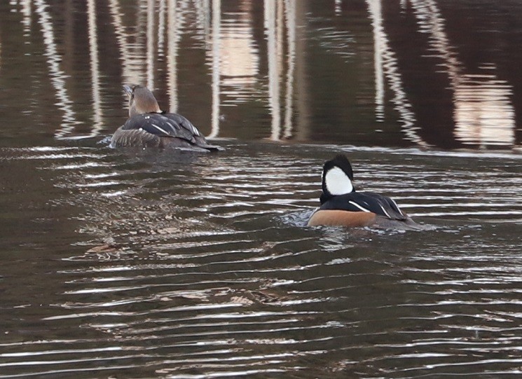 Hooded Merganser - ML427337631