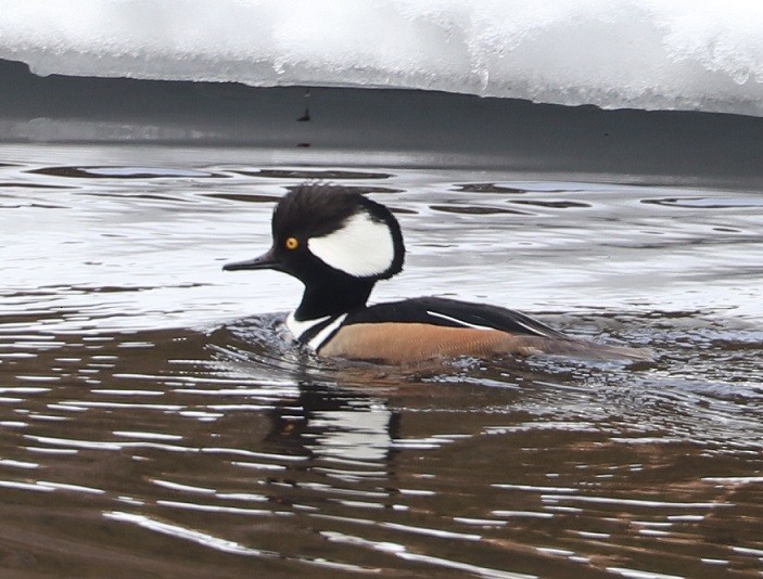 Hooded Merganser - ML427337641