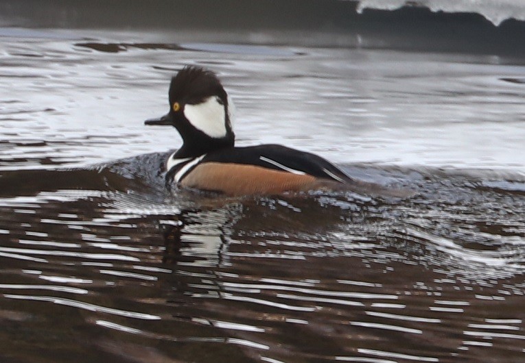 Hooded Merganser - ML427337651