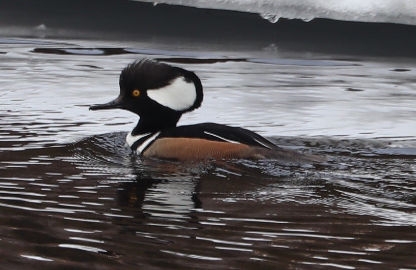 Hooded Merganser - ML427337661