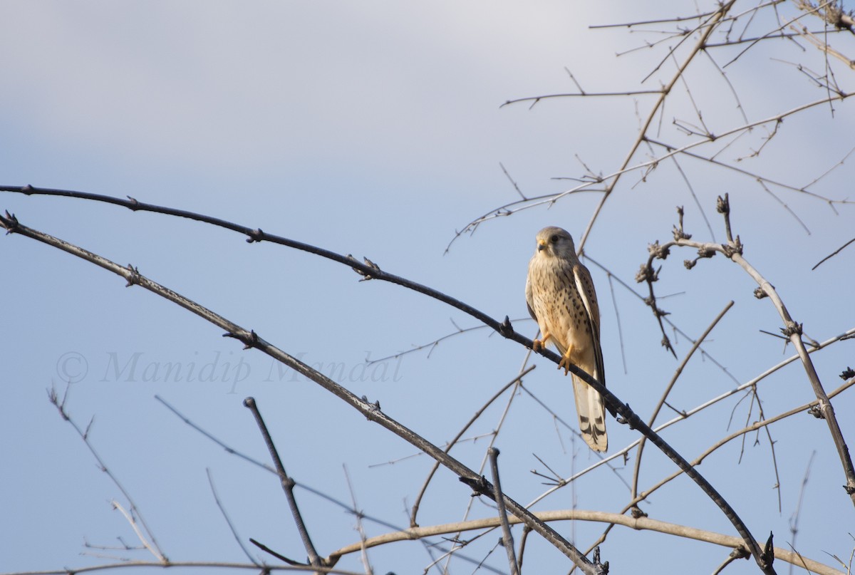 Eurasian Kestrel - ML42733811