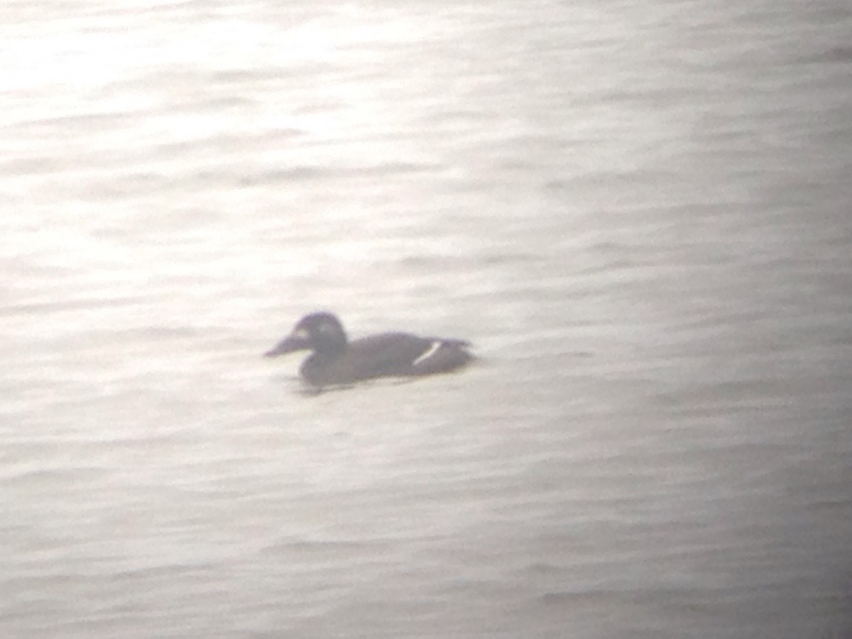 White-winged Scoter - ML42733851