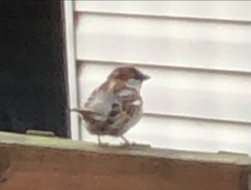 White-throated Sparrow - ML427338731