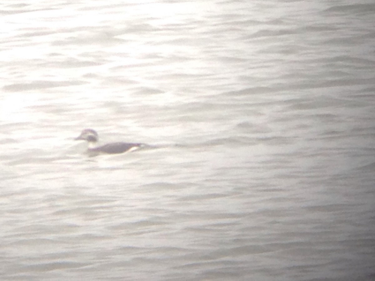 Long-tailed Duck - ML42733951