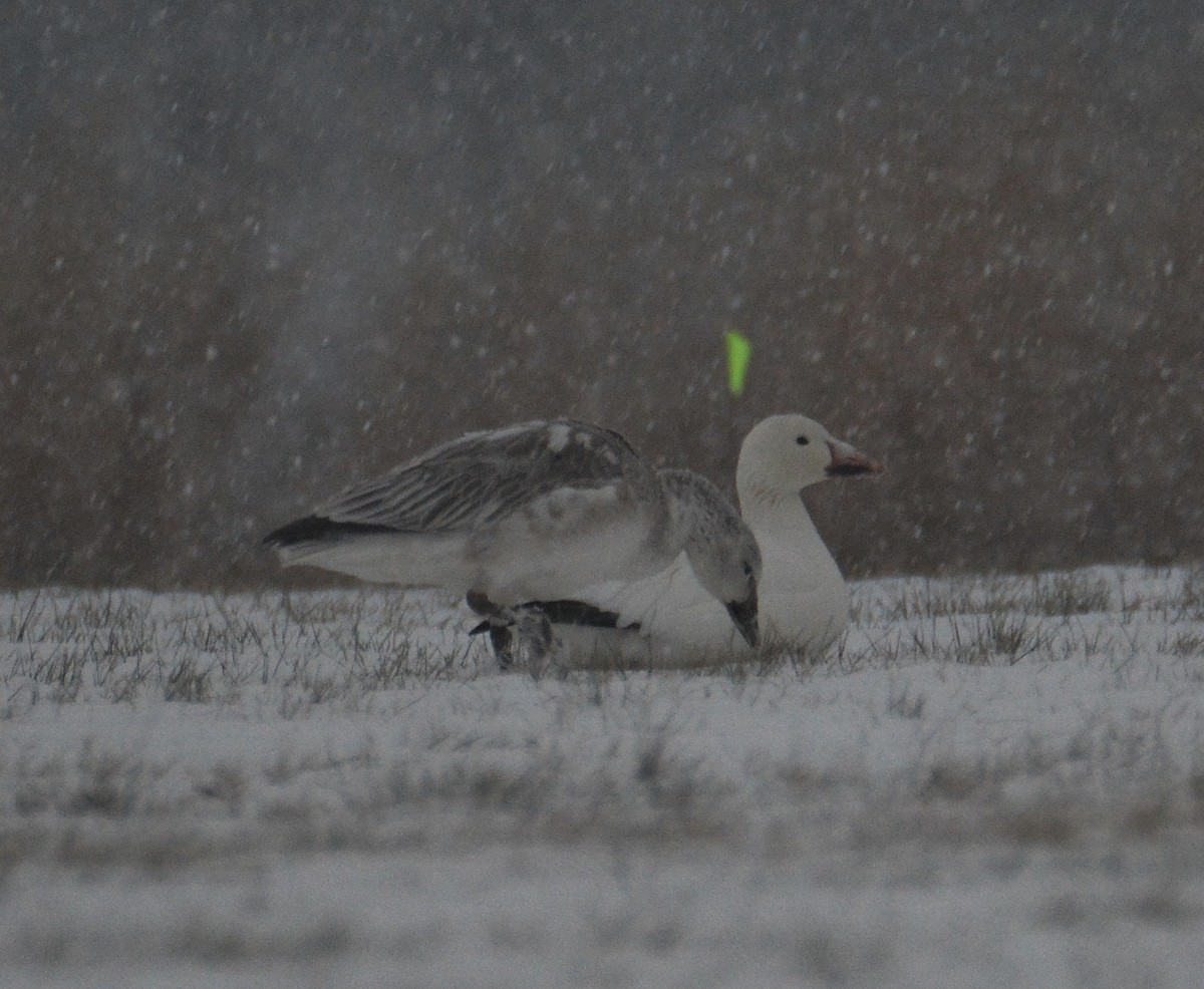 Snow Goose - ML42733991