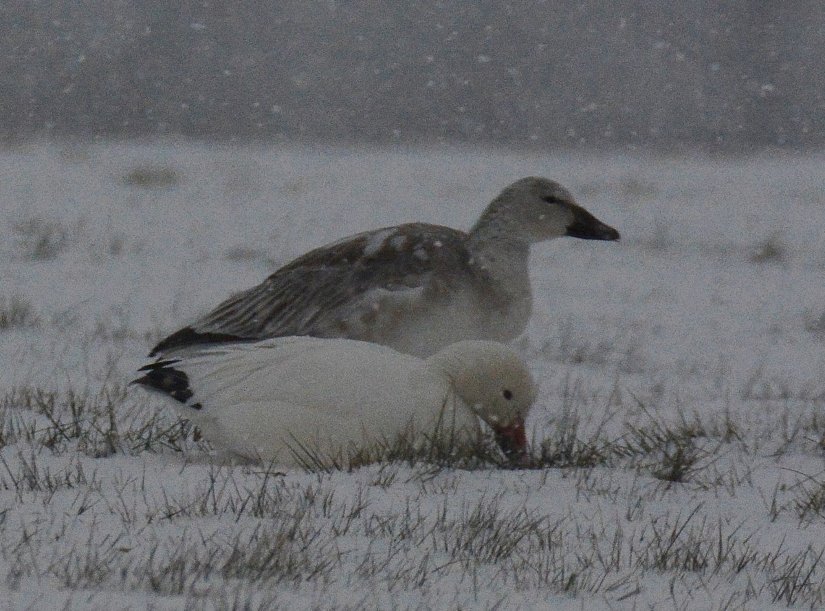 Snow Goose - ML42734011