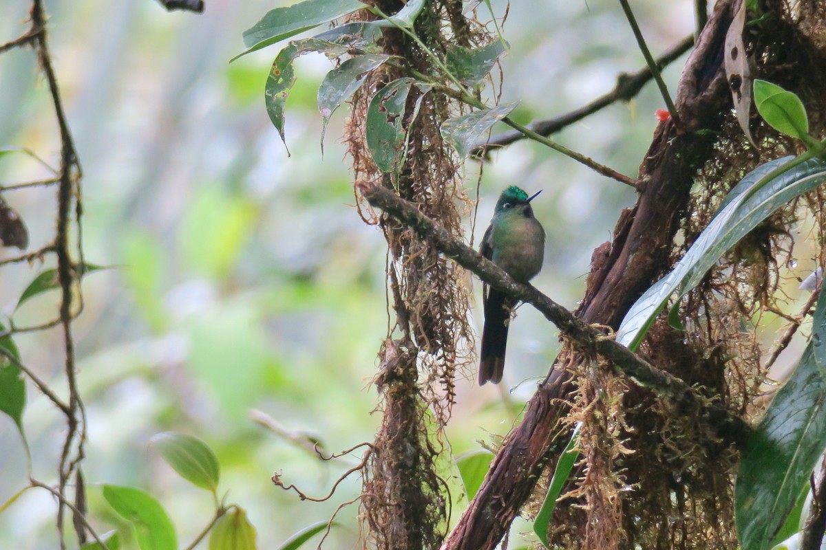 Violet-tailed Sylph - ML427340351