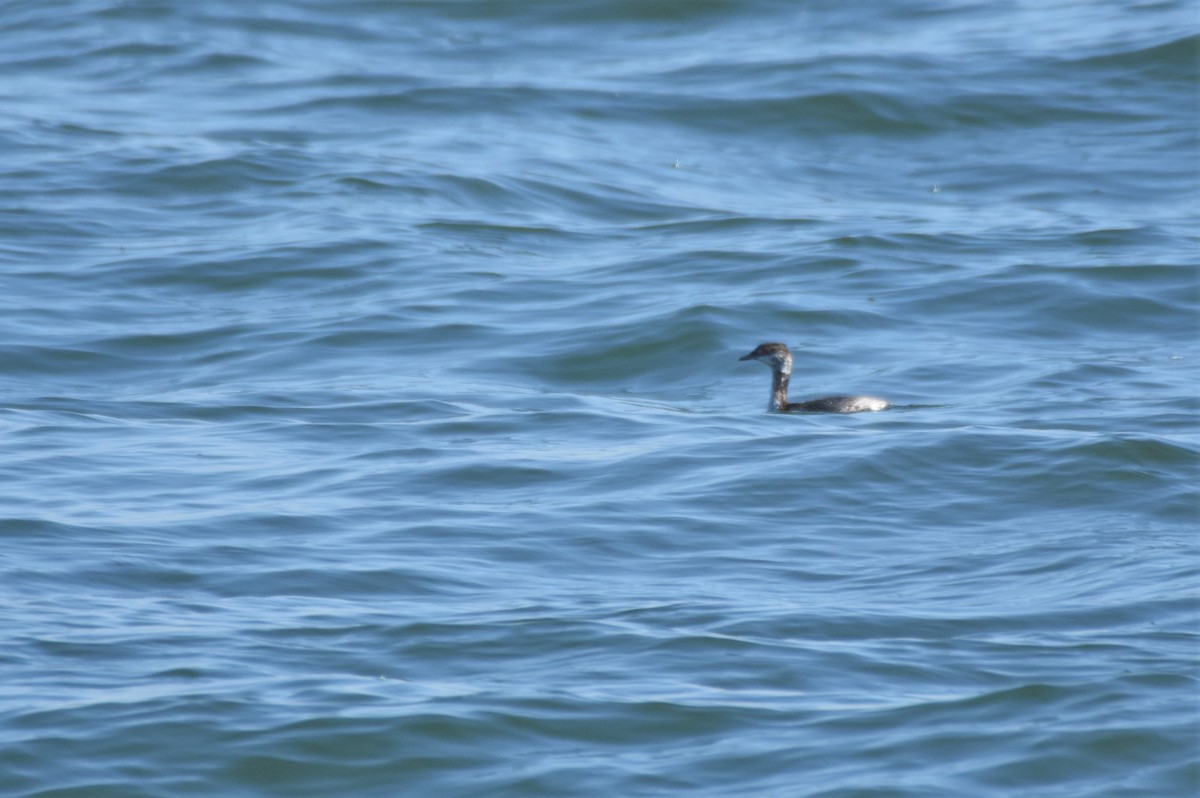 Horned Grebe - ML427340931