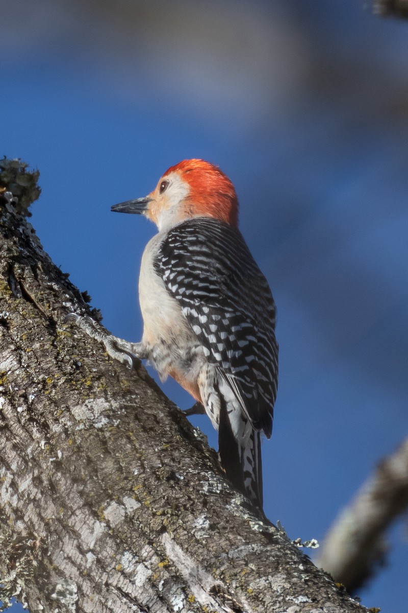 Red-bellied Woodpecker - ML427341051