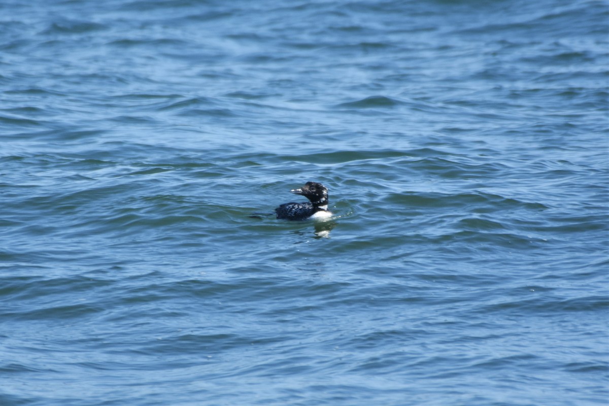 Plongeon huard - ML427341131