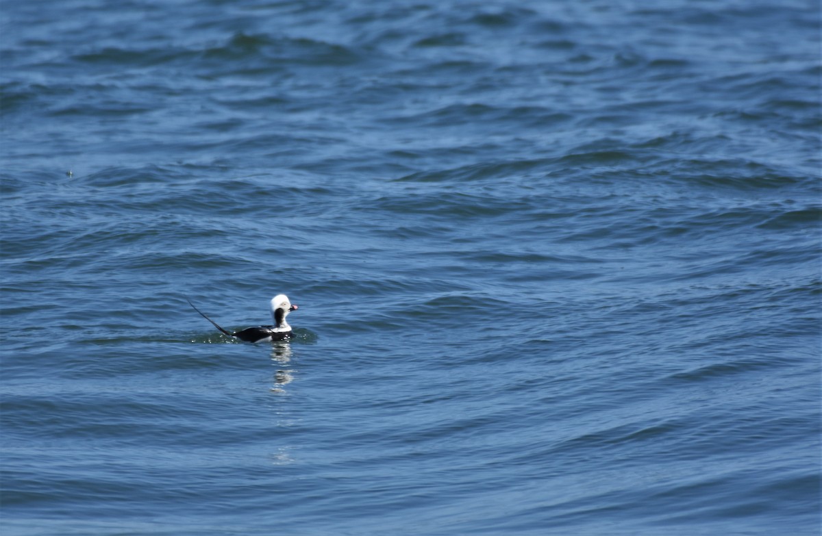 Long-tailed Duck - ML427341311